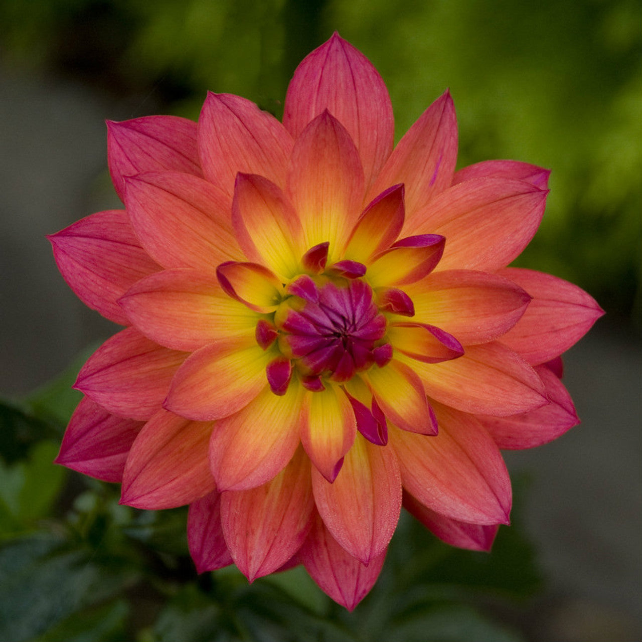 Firepot Dahlia